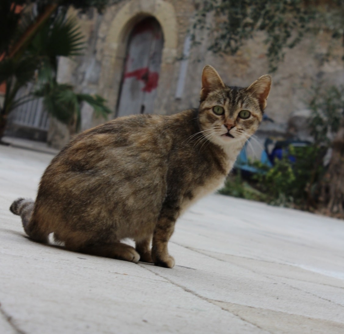 pregnant feral cat in Ortigia pregnant feral cat in Ortigia
