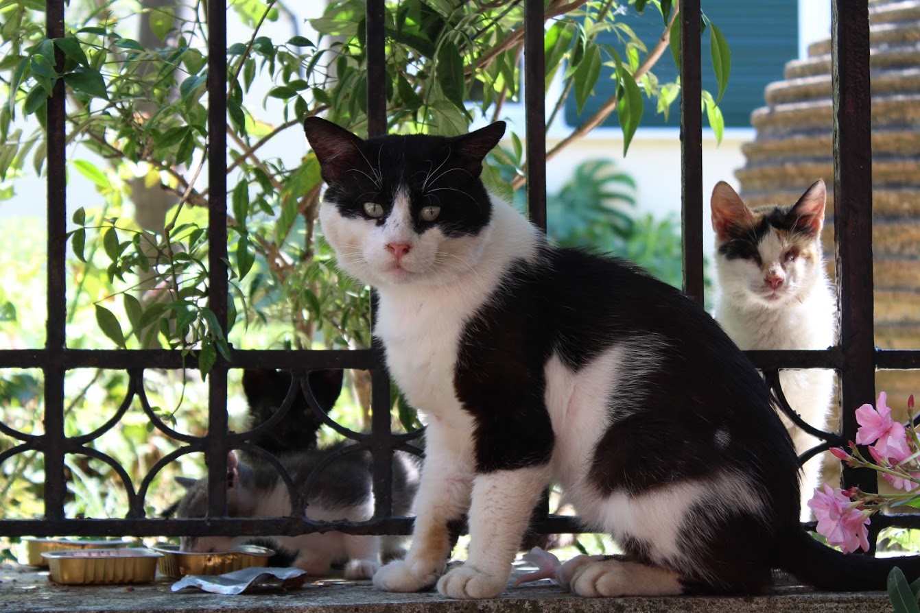 cat family wit a blind cat mother cat family wit a blind cat mother