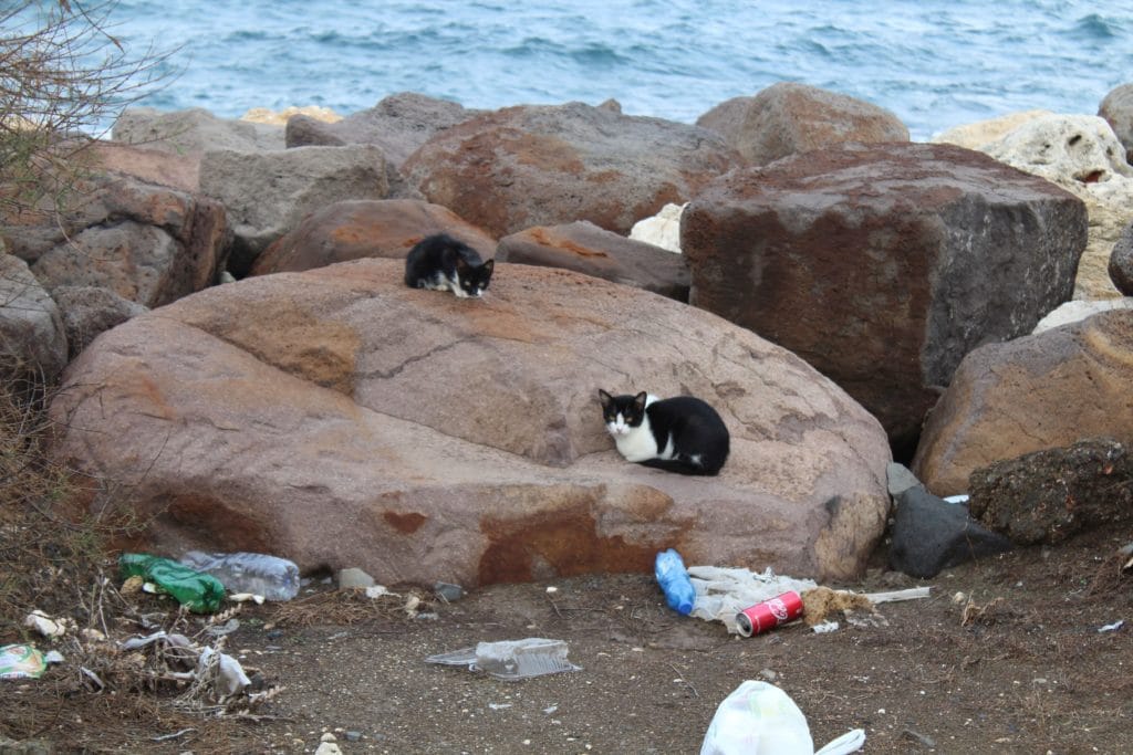 Katzenfamilie am Strand